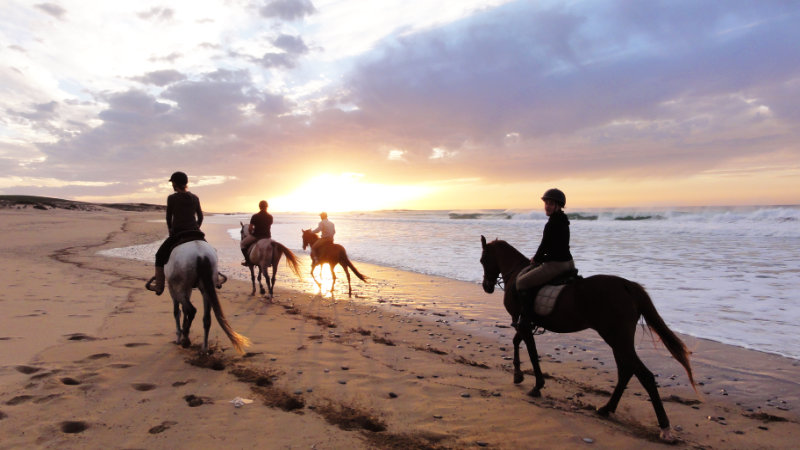 Camel & Horse Riding